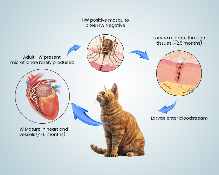 Heartworm in Cats: How to Keep Your Felines Safe?